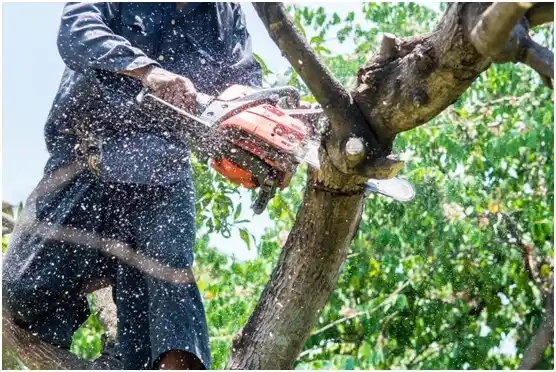 tree services Sublimity